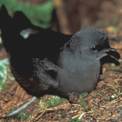 Leach's Storm-Petrel